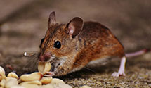 24 Hour & Emergency Exterminators in Cary, NC